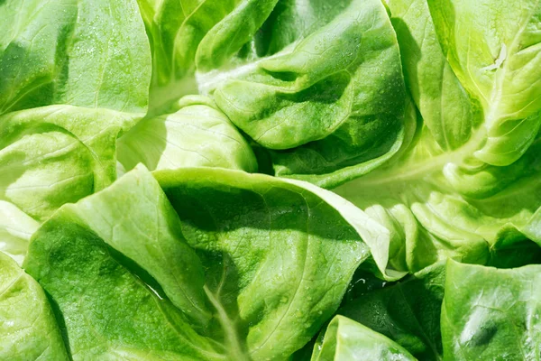 Vista de perto de fresco orgânico molhado folhas de alface verde com gotas de água — Fotografia de Stock