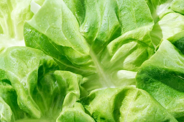 Vue rapprochée des feuilles naturelles de laitue verte humide avec gouttes d'eau — Photo de stock