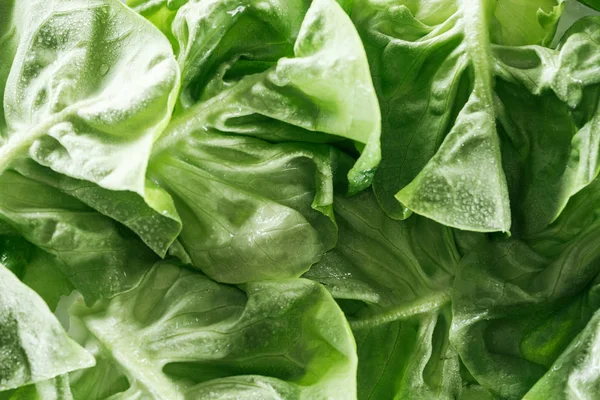 Vista de cerca de hojas frescas de lechuga verde húmeda con gotas de agua - foto de stock