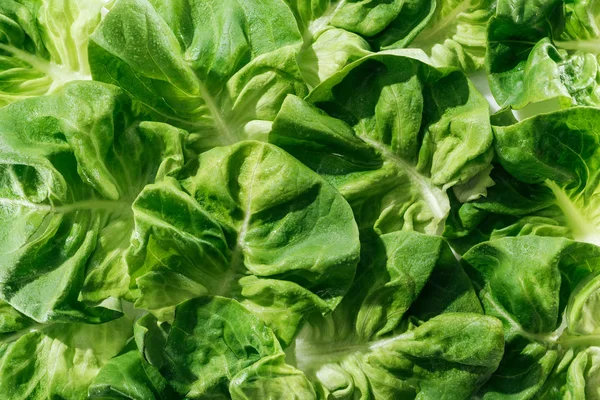 Close up view of fresh natural wet green lettuce leaves with water drops — Stock Photo