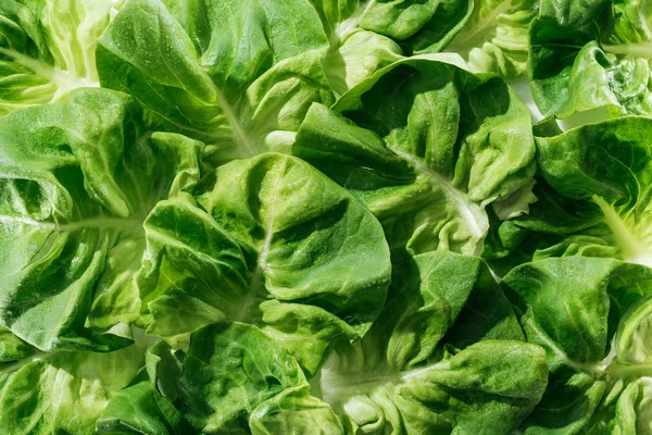 Vista da vicino delle fresche foglie naturali di lattuga verde bagnata con gocce d'acqua — Foto stock