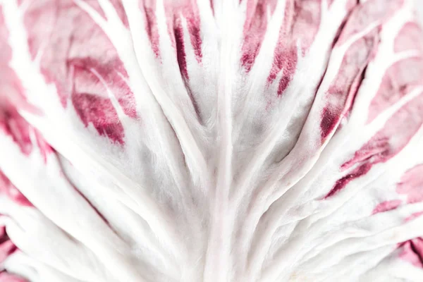 Vue rapprochée du chou rouge feuille texturée blanche et violette — Photo de stock