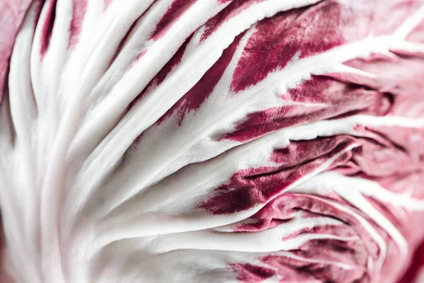 Vue rapprochée du chou rouge feuille blanche et violette — Photo de stock