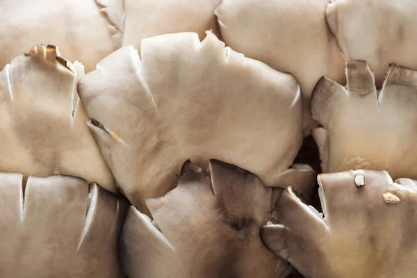 Close up view of white raw textured mushrooms in pile — Stock Photo