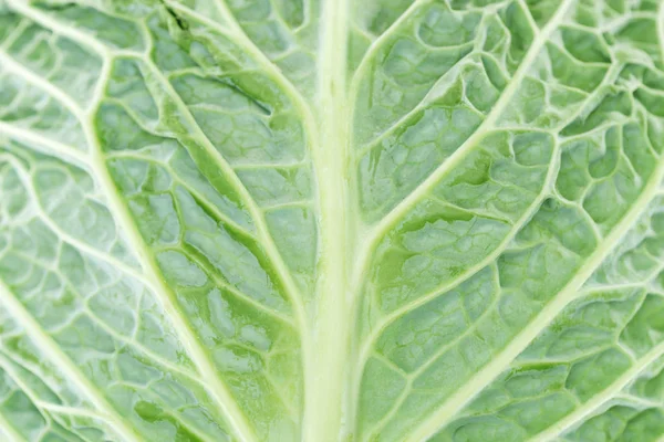 Крупним планом вид на зелений свіжий яскравий капустяний лист — стокове фото