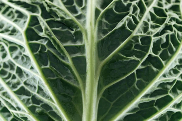 Закрыть вид на зеленый свежий вкусный лист капусты — стоковое фото