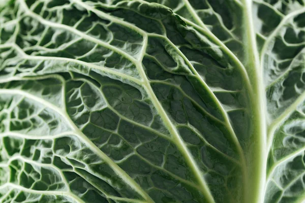 Close up view of green fresh textured cabbage leaf — Stock Photo