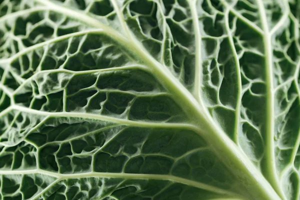 Vue rapprochée de la feuille de chou vert frais — Photo de stock