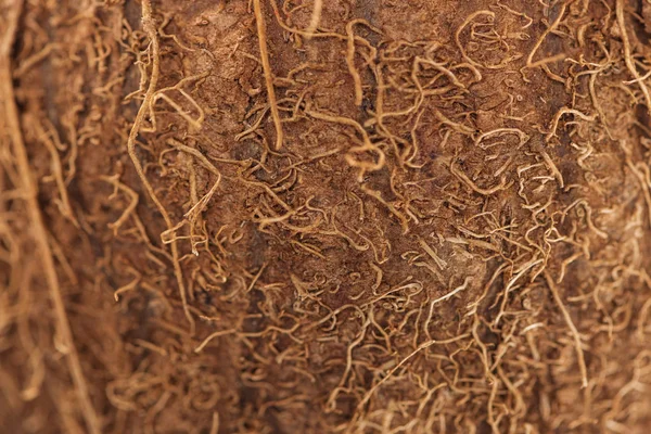 Близкий обзор текстурированной коричневой кокосовой кожуры — стоковое фото