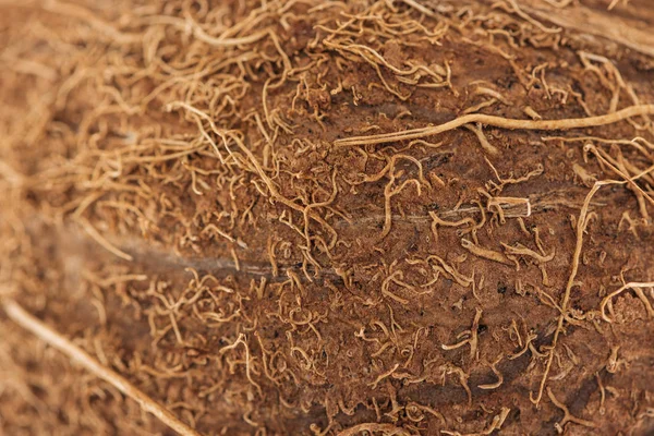 Close up view of textured natural brown coconut peel — Stock Photo