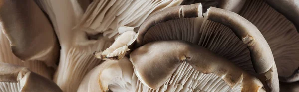 Panoramic shot of textured white and brown mushrooms in stack — Stock Photo