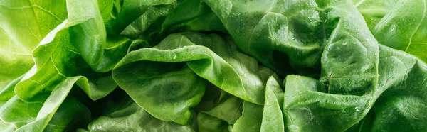 Colpo panoramico di verde fresco fresco lattuga biologica foglie con gocce — Foto stock