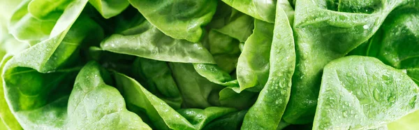 Панорамный снимок зеленых свежих органических листьев салата с каплями — стоковое фото