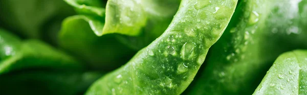 Plano panorámico de hojas verdes de lechuga orgánica fresca con gotas - foto de stock