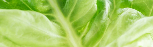 Panoramic shot of green fresh organic lettuce leaf — Stock Photo