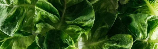 Panoramic shot of green fresh wet lettuce leaves with water drops — Stock Photo