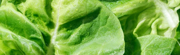 Panoramic shot of green wet organic lettuce leaves with water drops — Stock Photo