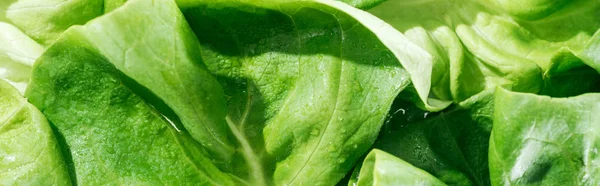 Panoramic shot of green fresh lettuce leaves with water drops — Stock Photo