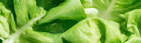 Panoramic shot of green fresh organic lettuce leaves with water drops — Stock Photo