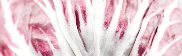 Panoramic shot of fresh organic red cabbage textured leaf — Stock Photo