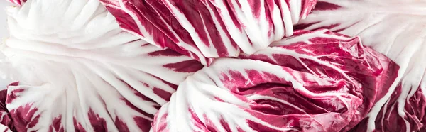 Panoramic shot of fresh red cabbage textured leaves — Stock Photo