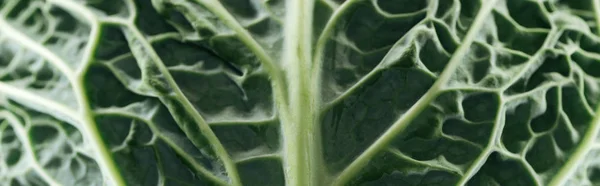 Close up view of green fresh bright cabbage leaf, panoramic shot — Stock Photo
