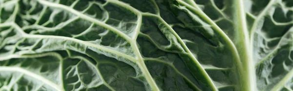 Close up view of green bright cabbage leaf, panoramic shot — Stock Photo