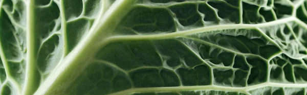 Close up view of green fresh cabbage leaf, panoramic shot — Stock Photo