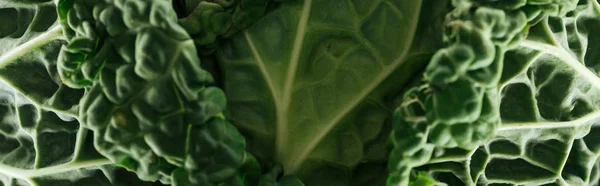 Close up view of green fresh cabbage leaves, panoramic shot — Stock Photo