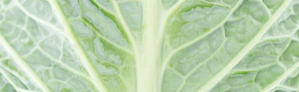 Close up view of green textured cabbage leaf, panoramic shot — Stock Photo