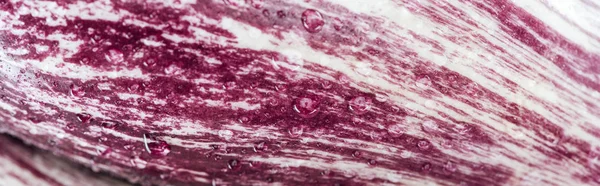 Panoramic shot of fresh red cabbage textured leaf with drops — Stock Photo