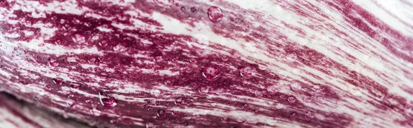 Plano panorámico de hoja texturizada de col roja fresca con gotas - foto de stock