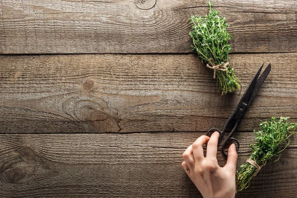 Vista recortada de la mujer sosteniendo tijeras vintage cerca de tomillo verde en la mesa marrón de madera - foto de stock