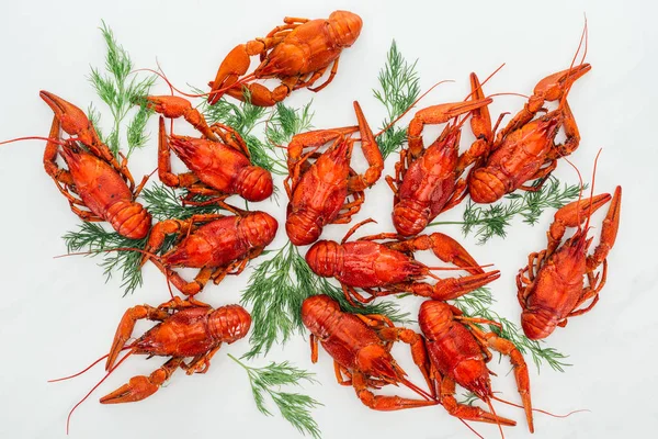 Top view of red lobsters and green herbs on white background — Stock Photo