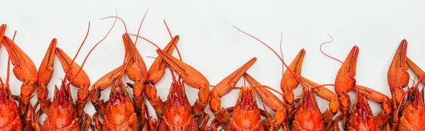 Colpo panoramico di teste di aragoste rosse su sfondo bianco — Foto stock