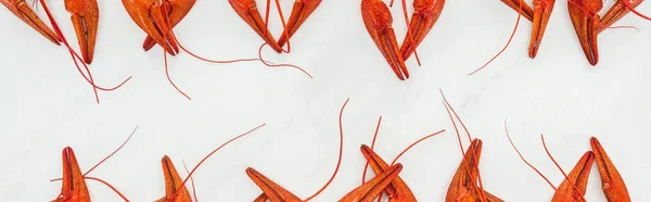 Panoramic shot of red lobsters claws on white background — Stock Photo