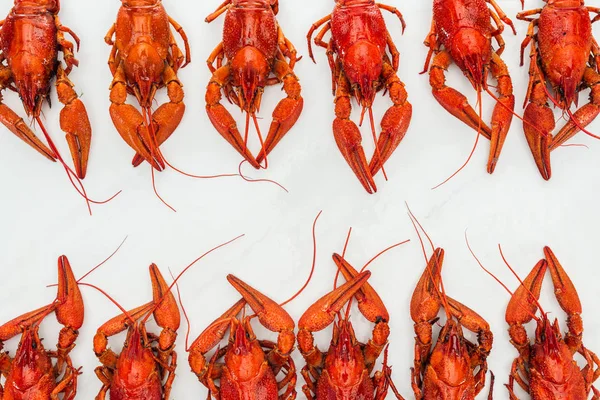 Top view of red lobsters on white background — Stock Photo