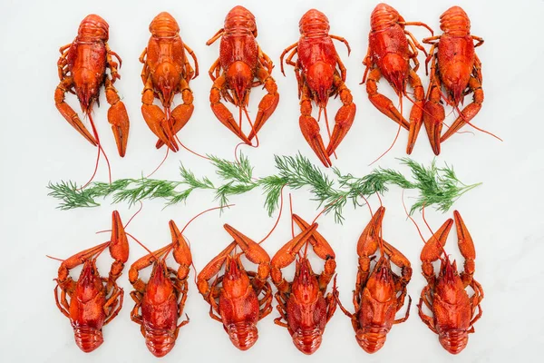 Vue de dessus des homards rouges et des troupeaux verts sur fond blanc — Photo de stock