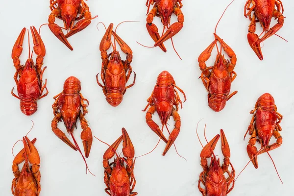 Top view of red lobsters on white background — Stock Photo
