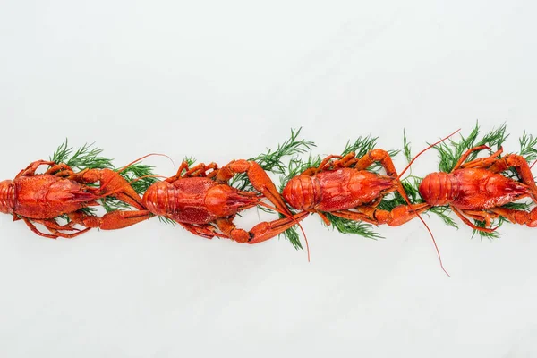 Top view of red lobsters and green herbs on white background — Stock Photo