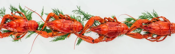 Panoramic view of red lobsters and green herbs on white background — Stock Photo