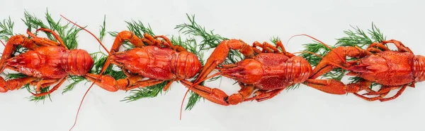 Vue panoramique sur homards rouges et herbes vertes sur fond blanc — Photo de stock