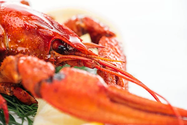 Close up view of red lobster with lemon slices and green herbs on white background — Stock Photo