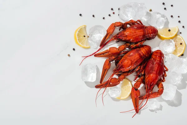 Vista superior de lagostas vermelhas, pimentas, fatias de limão com cubos de gelo sobre fundo branco — Fotografia de Stock