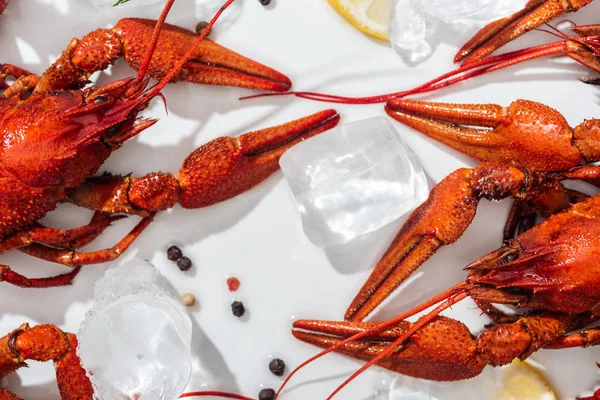 Top view of red lobsters, pepper and lemon slices on white background — Stock Photo