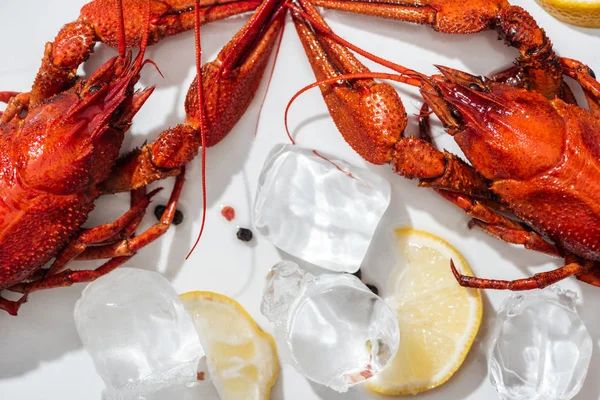 Vue de dessus des homards rouges, poivrons et tranches de citron sur fond blanc — Photo de stock