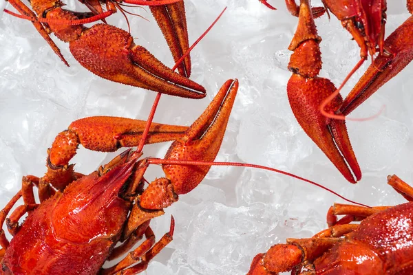 Vue de dessus des homards rouges sur fond blanc avec glaçons — Photo de stock