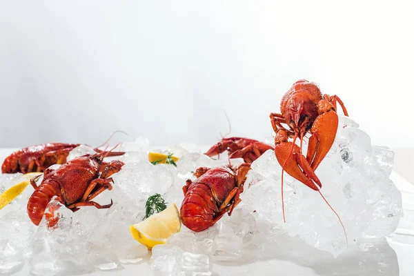 Vue de dessus des homards rouges, tranches de citron et herbes vertes avec glaçons sur fond blanc — Photo de stock