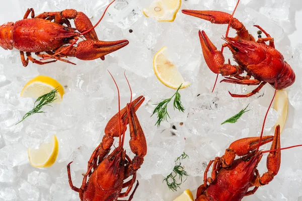 Plan panoramique de homards rouges, poivrons, tranches de citron et herbes vertes avec glaçons sur fond blanc — Photo de stock