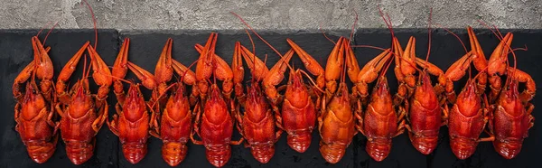 Panoramic shot of black plate with red lobsters on grey textured surface — Stock Photo